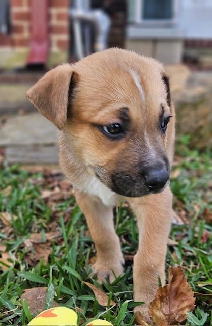 Cosette — thumbnail 5