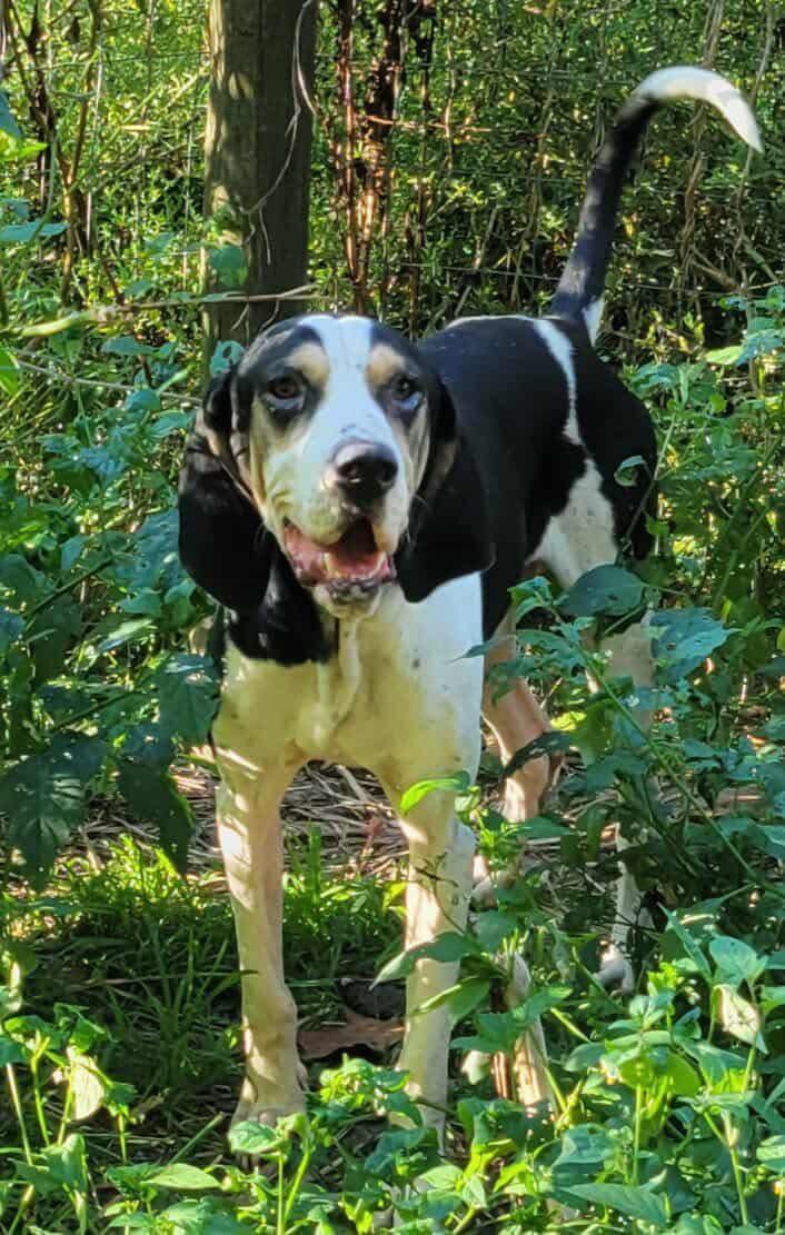 Enlarge Hall - Foster Me Please!, a ADOPTABLE Treeing Walker Coonhound in North Bay, ON image 1/5