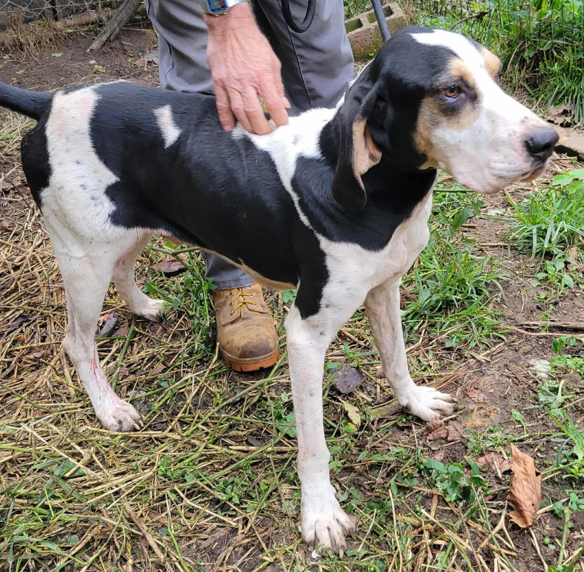 Enlarge Hall - Foster Me Please!, a ADOPTABLE Treeing Walker Coonhound in North Bay, ON image 4/5
