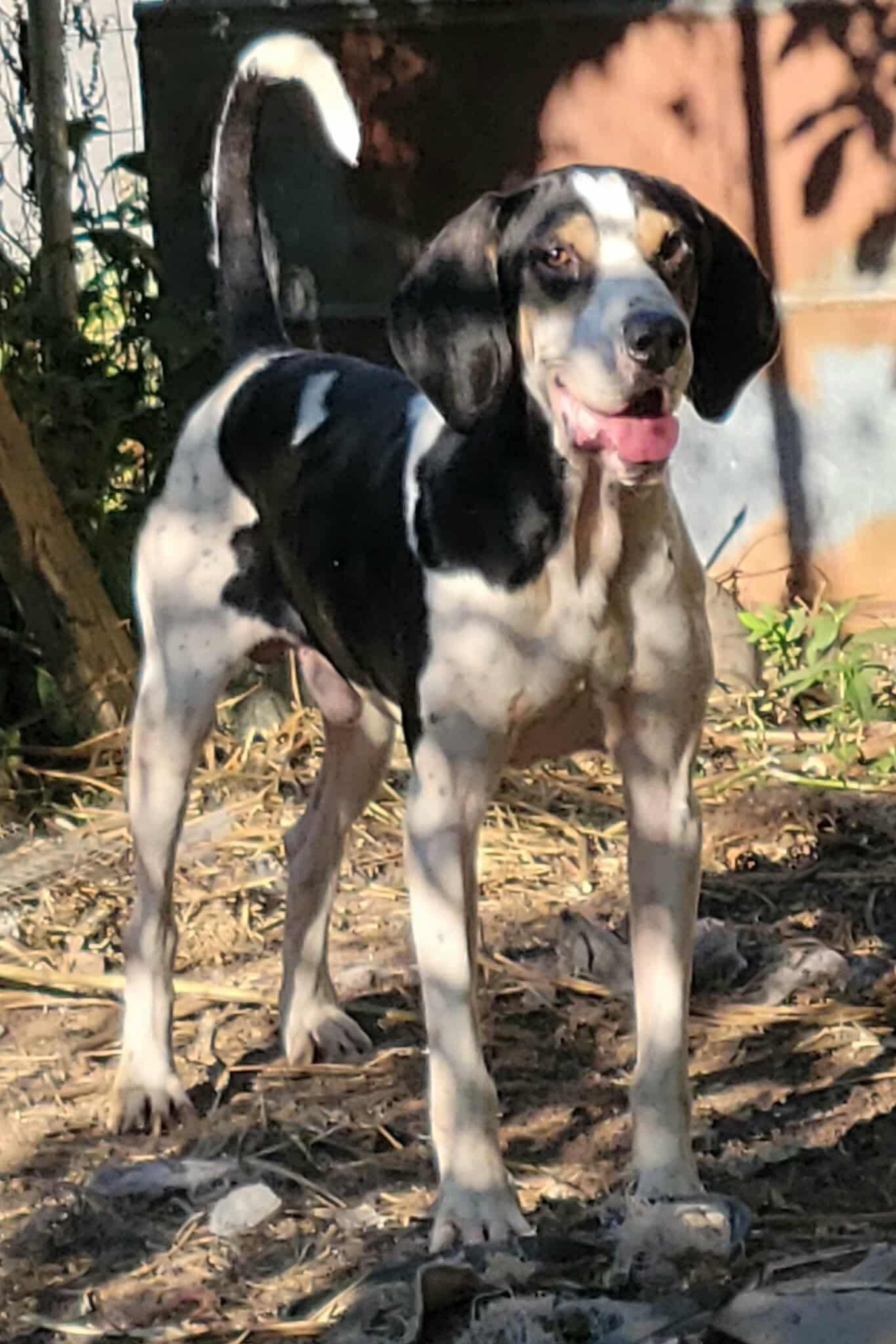 Enlarge Hall - Foster Me Please!, a ADOPTABLE Treeing Walker Coonhound in North Bay, ON image 3/5