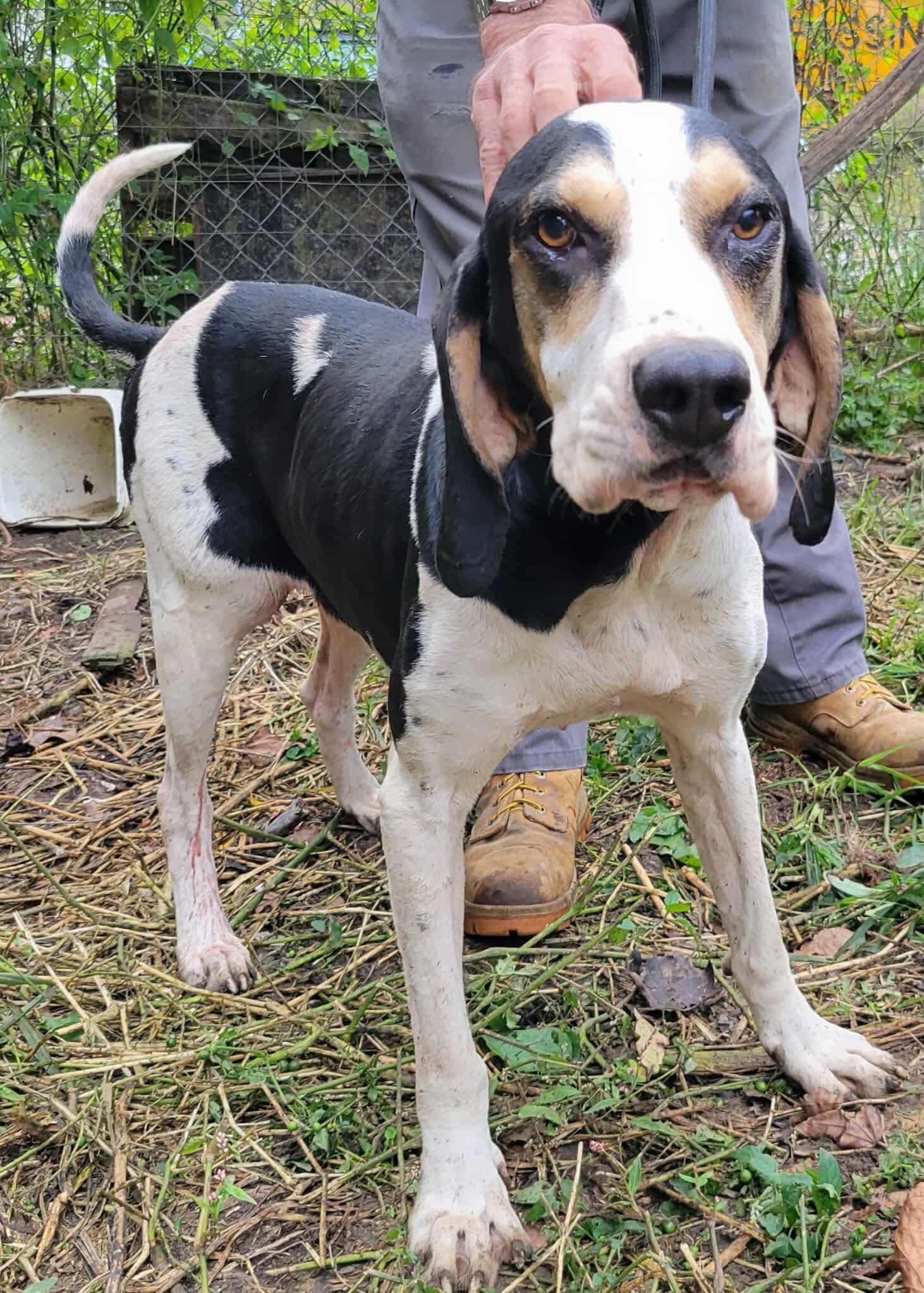 Enlarge Hall - Foster Me Please!, a ADOPTABLE Treeing Walker Coonhound in North Bay, ON image 5/5