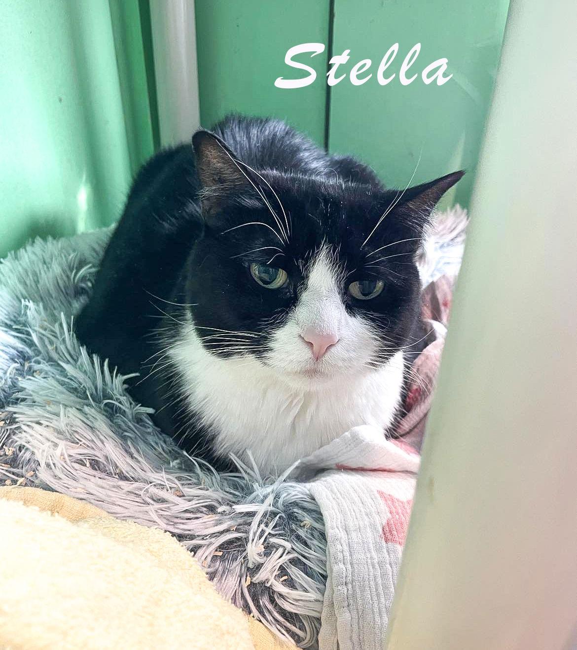 Stella, Adopted, Adult Female Domestic Short Hair.