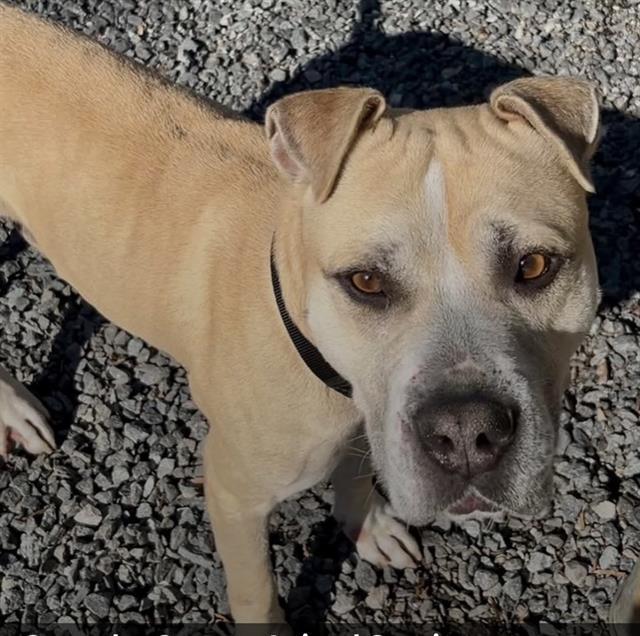 TIDUS, Adoptable, Adult Male American Staffordshire Terrier.