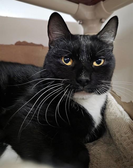 Enlarge MALIBU, a Adoptable Domestic Short Hair in Boston, MA image 1/1