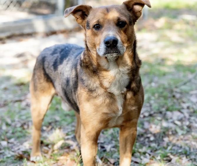 Mo, Adopted, Young Male Australian Cattle Dog / Blue Heeler & Australian Shepherd.