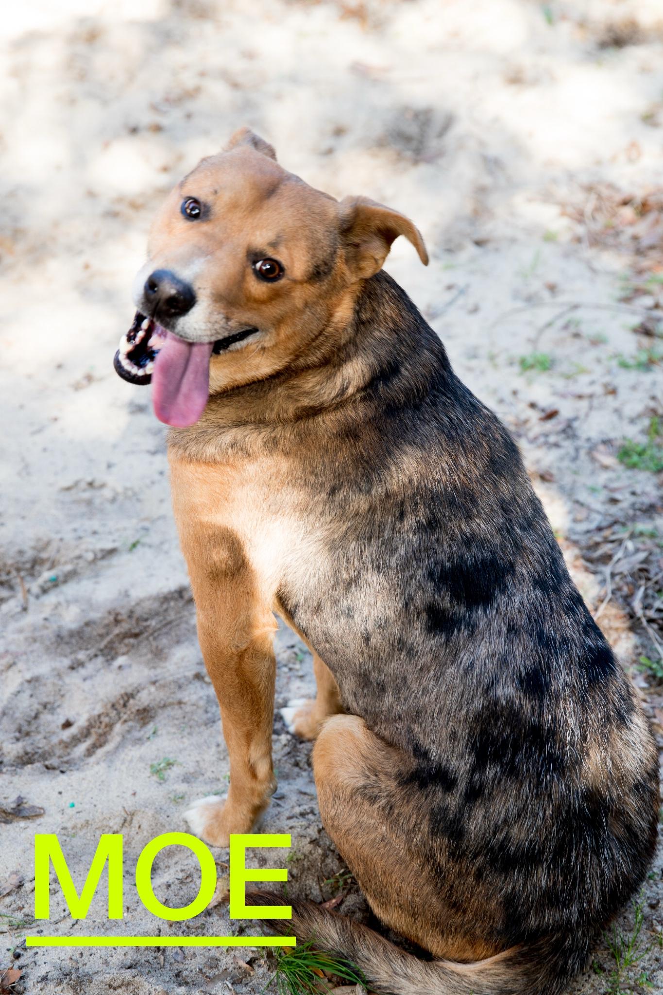 Enlarge Mo, a Adopted mixed breed in Cantonment, FL image 1/3