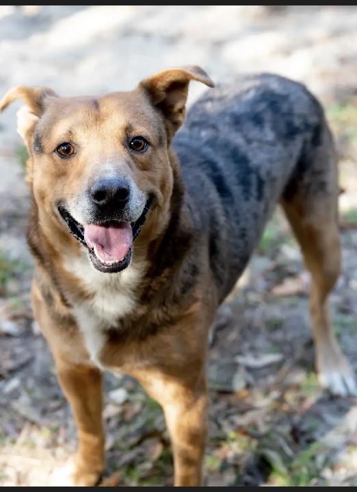 Enlarge Mo, a Adopted mixed breed in Cantonment, FL image 2/3