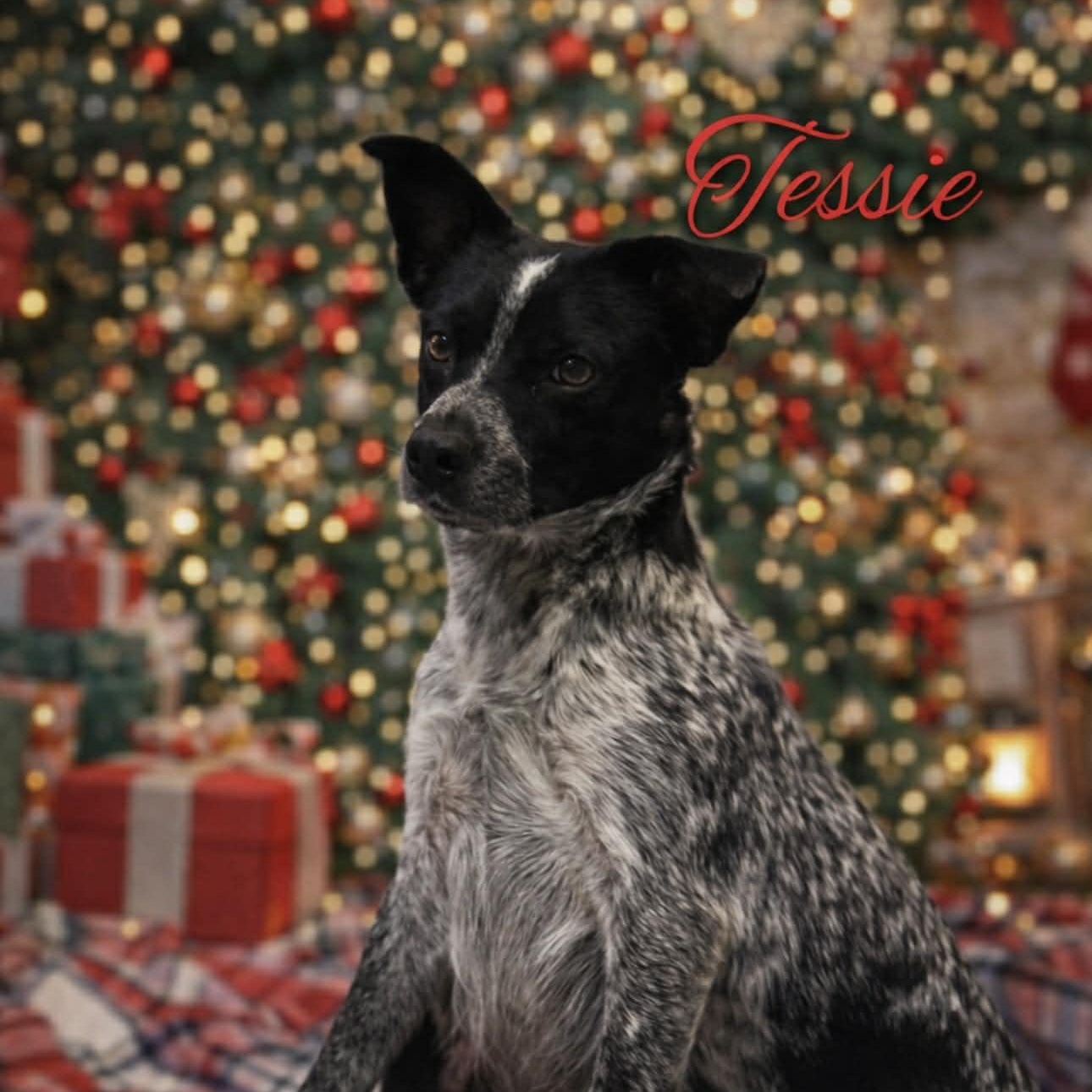 Enlarge Tessie, a ADOPTABLE Australian Cattle Dog / Blue Heeler in Hatfield, PA image 2/5