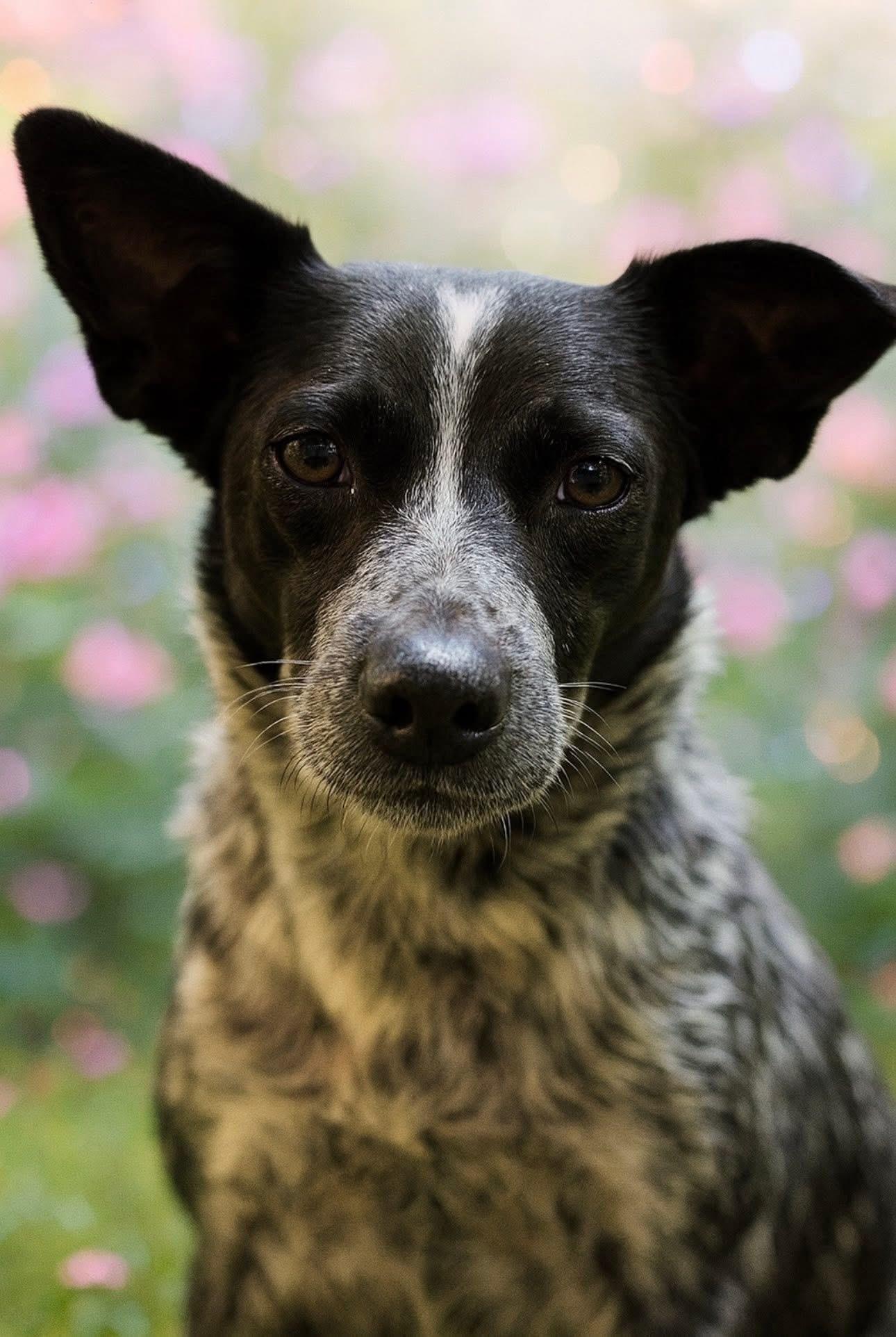 Enlarge Tessie, a ADOPTABLE Australian Cattle Dog / Blue Heeler in Hatfield, PA image 4/5