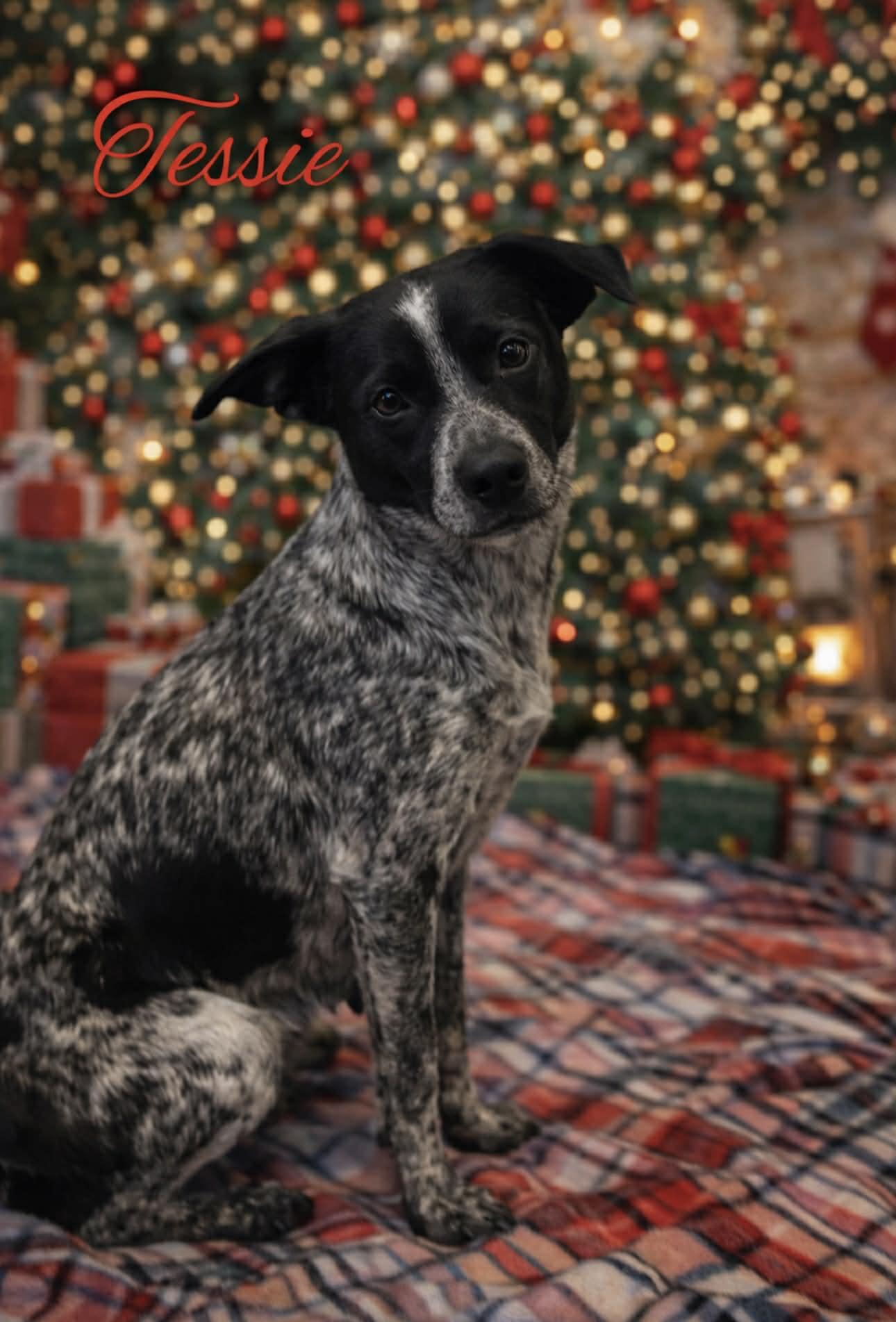 Enlarge Tessie, a ADOPTABLE Australian Cattle Dog / Blue Heeler in Hatfield, PA image 3/5