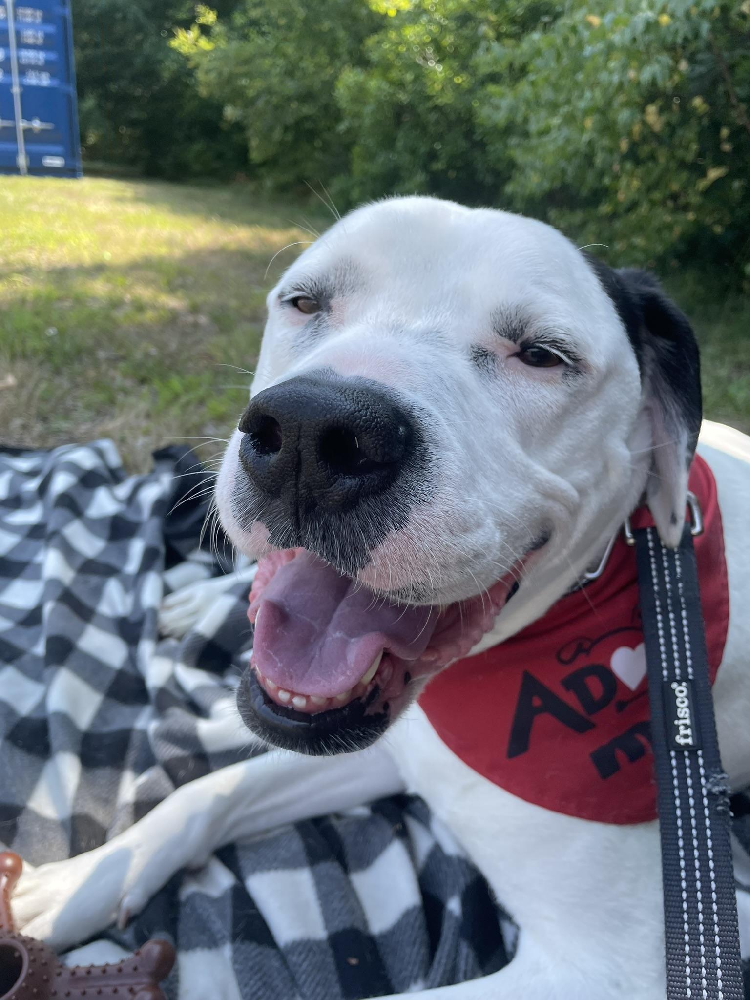 Enlarge Henry, a Adoptable mixed breed in Pembroke, MA image 3/6