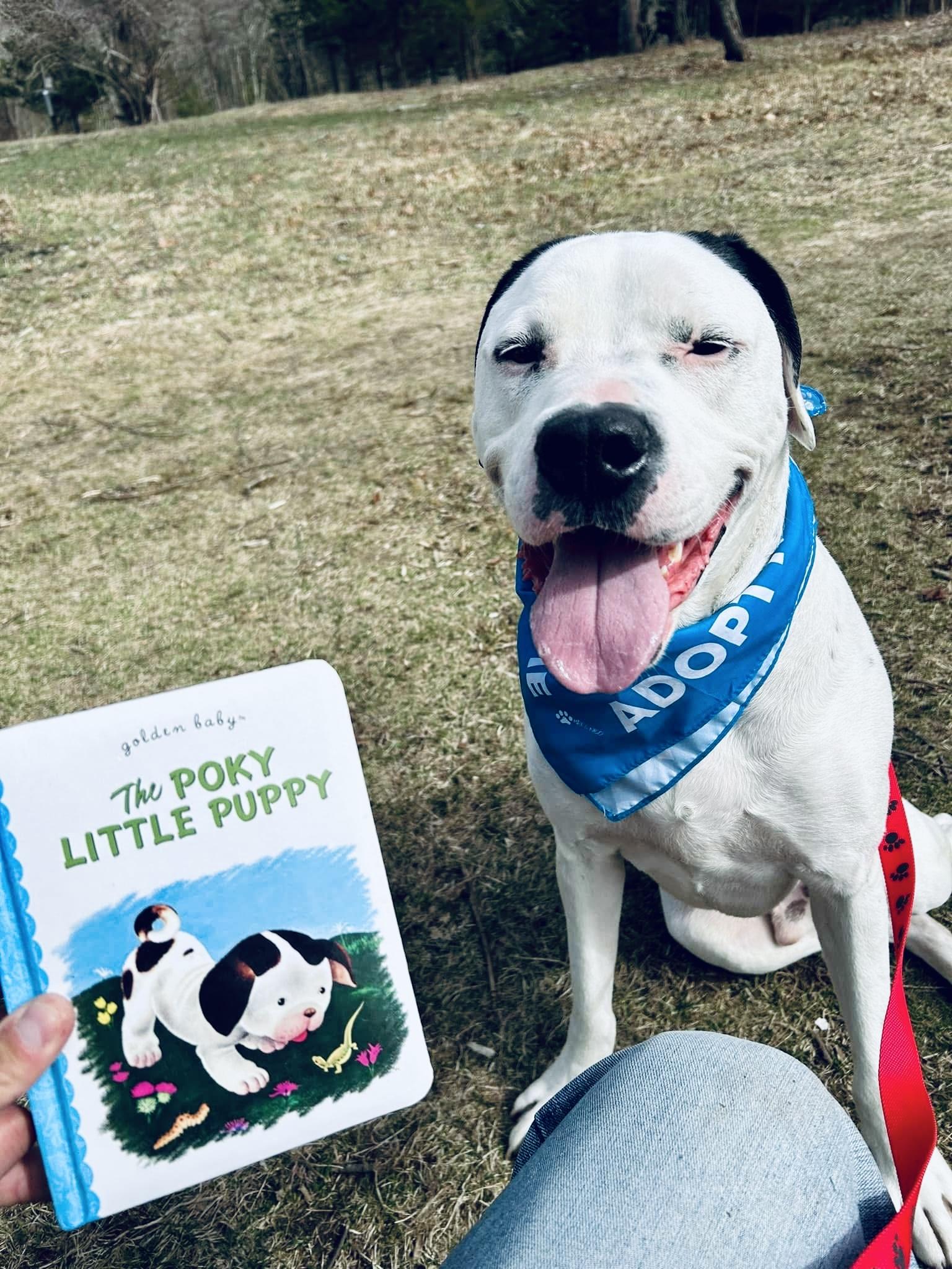 Enlarge Henry, a Adoptable mixed breed in Pembroke, MA image 6/6