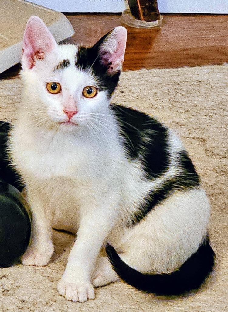 Milo, Adoptable, Kitten Male Domestic Short Hair.