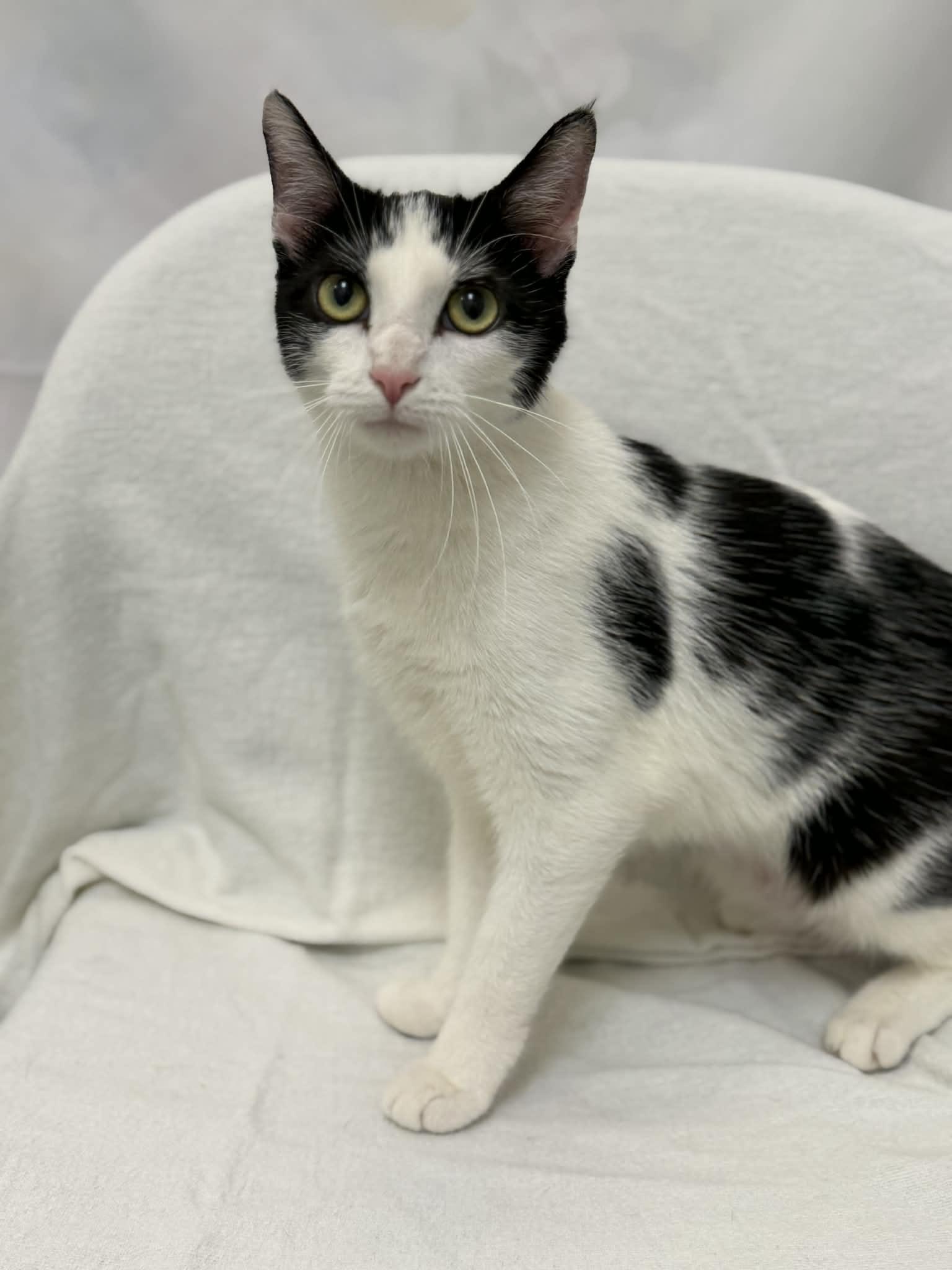 Enlarge Eleven, a ADOPTABLE Domestic Short Hair in Martinsville, IN image 1/3