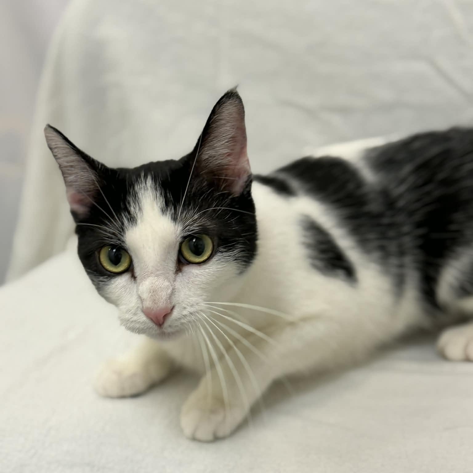 Enlarge Eleven, a ADOPTABLE Domestic Short Hair in Martinsville, IN image 3/3