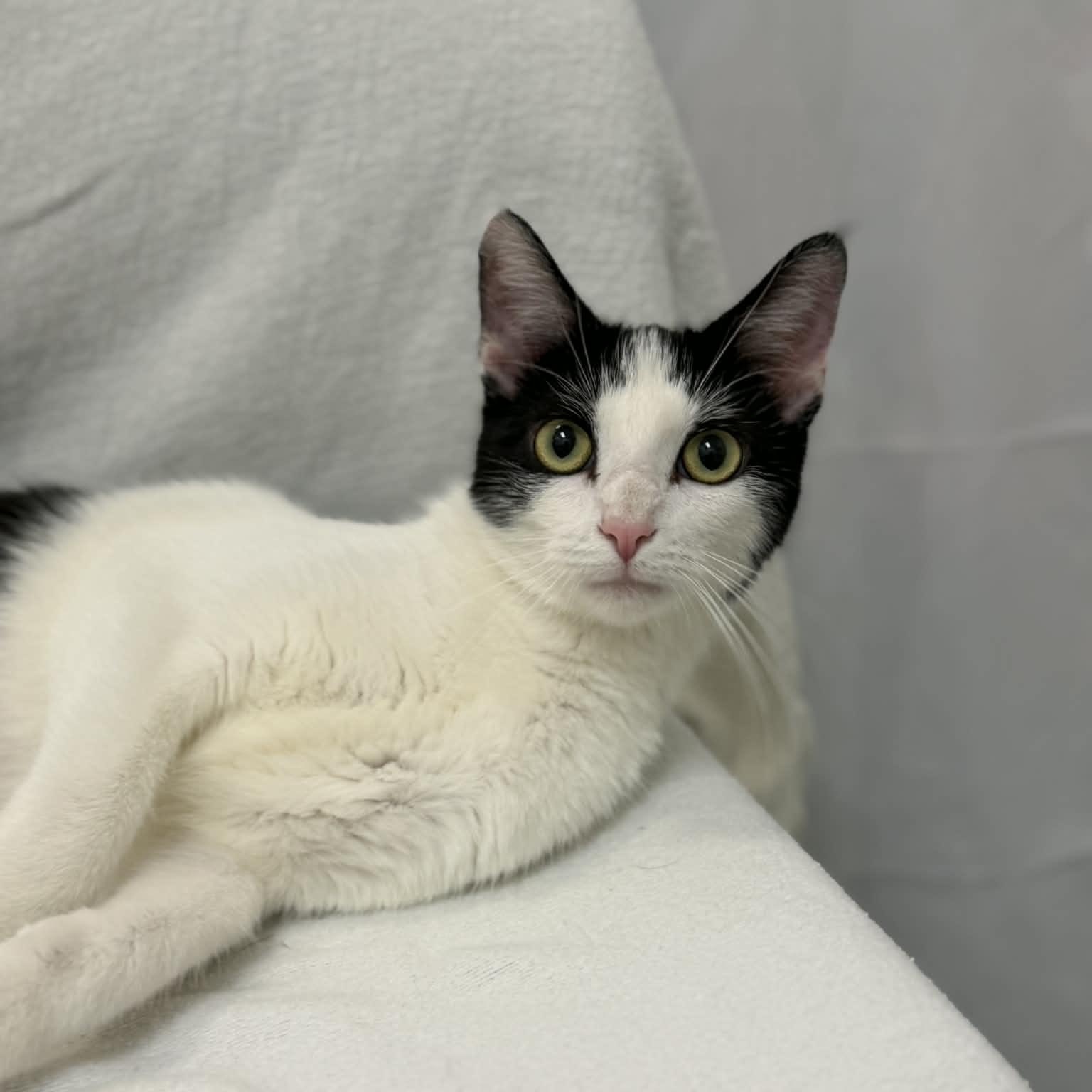 Enlarge Eleven, a ADOPTABLE Domestic Short Hair in Martinsville, IN image 2/3