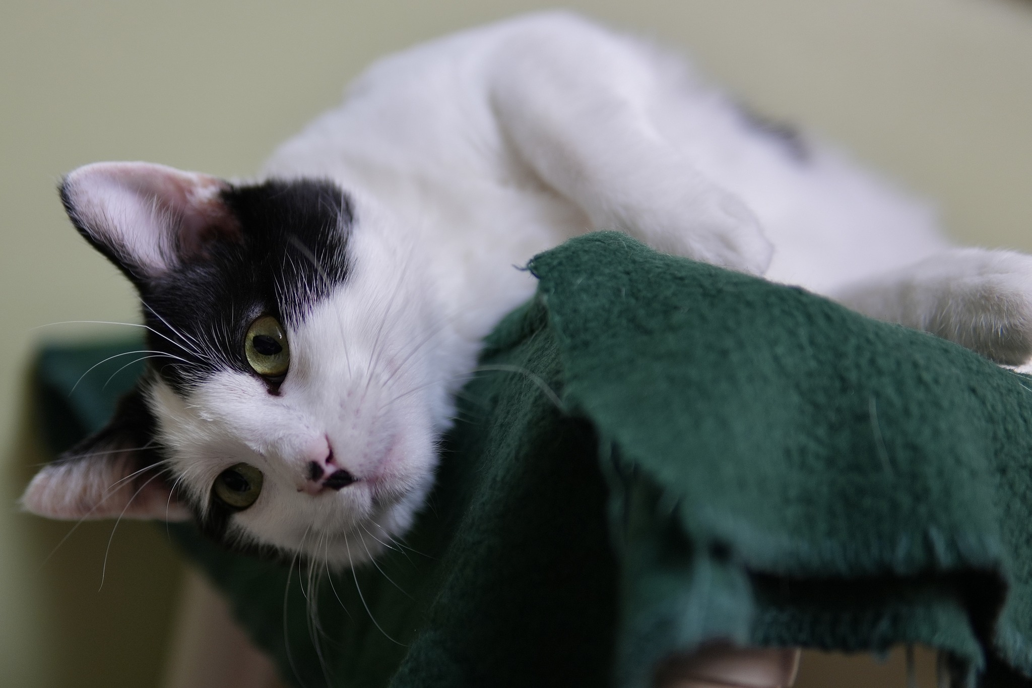 Clarence, a Adoptable Domestic Short Hair in Davenport, IA image 1/13