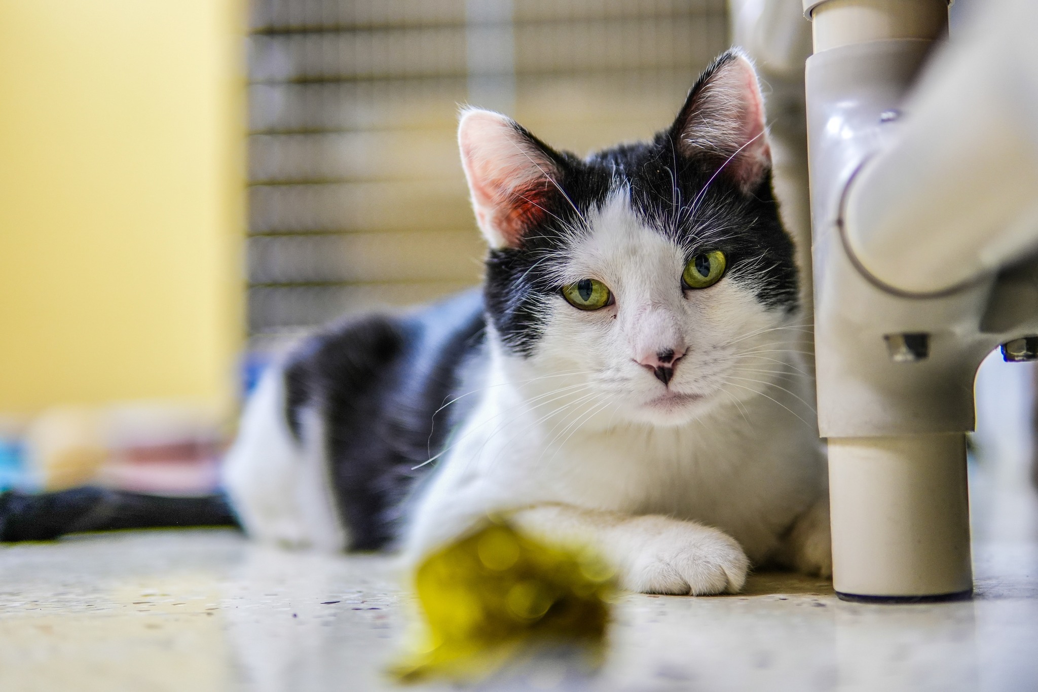 Clarence, a Adoptable Domestic Short Hair in Davenport, IA image 2/13
