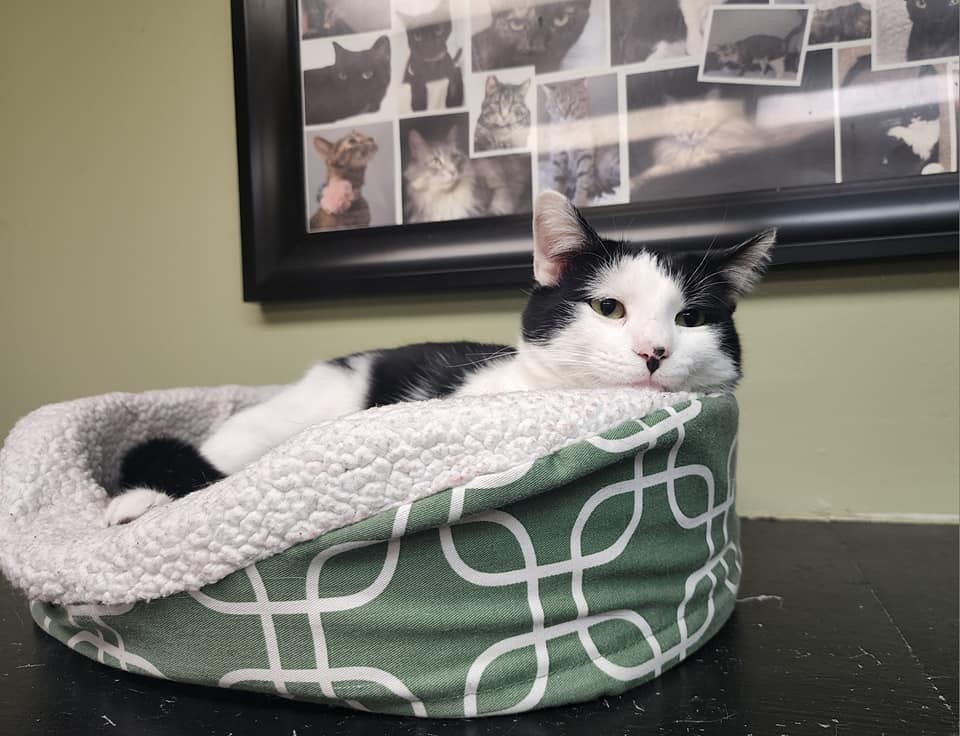 Clarence, a Adoptable Domestic Short Hair in Davenport, IA image 3/13