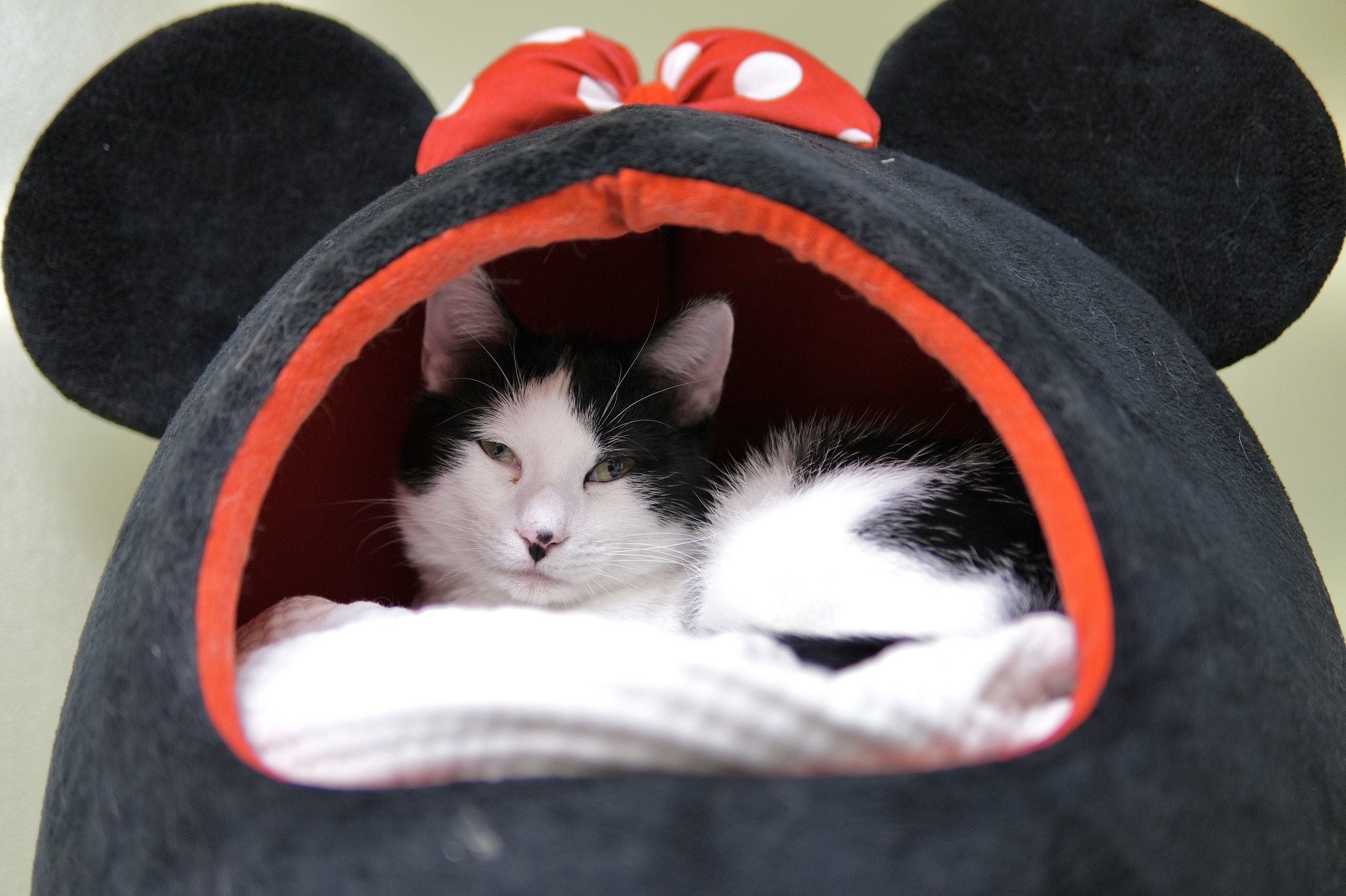 Clarence, a Adoptable Domestic Short Hair in Davenport, IA image 4/13