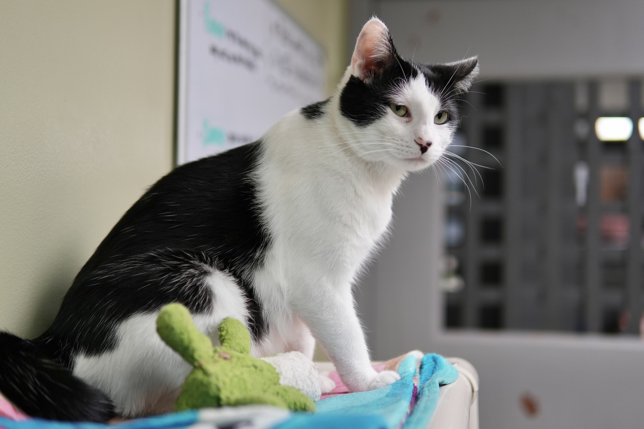 Clarence, a Adoptable Domestic Short Hair in Davenport, IA image 5/13