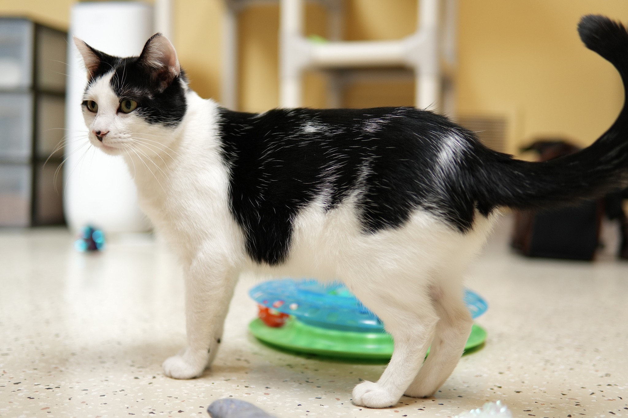 Clarence, a Adoptable Domestic Short Hair in Davenport, IA image 6/13