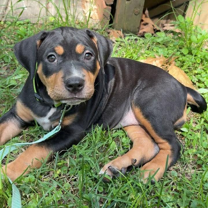 Enlarge Loretta, an adopted mixed breed in Petersburg, IL image 2/5