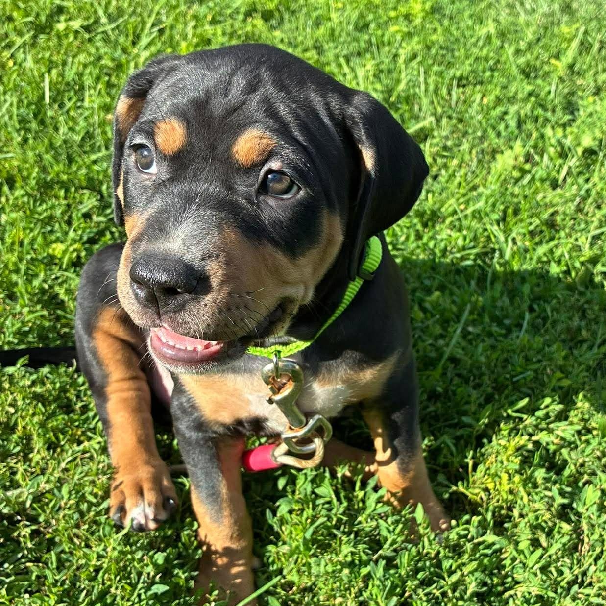 Enlarge Loretta, an adopted mixed breed in Petersburg, IL image 1/5