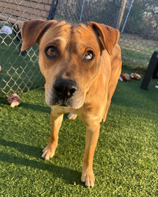 BOOTS, Adoptable, Adult Female Mixed Breed.