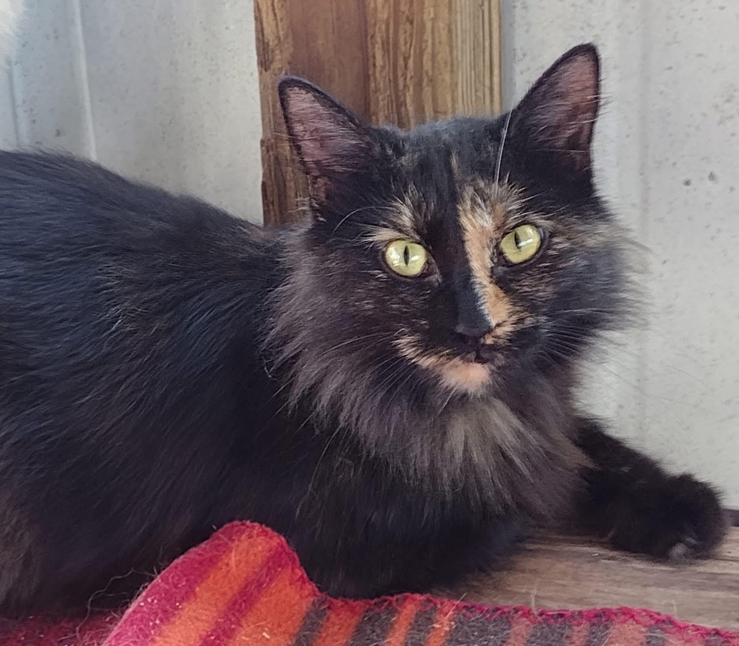 Enlarge Beauty, a Adoptable Tortoiseshell in Louisville, KY image 1/1