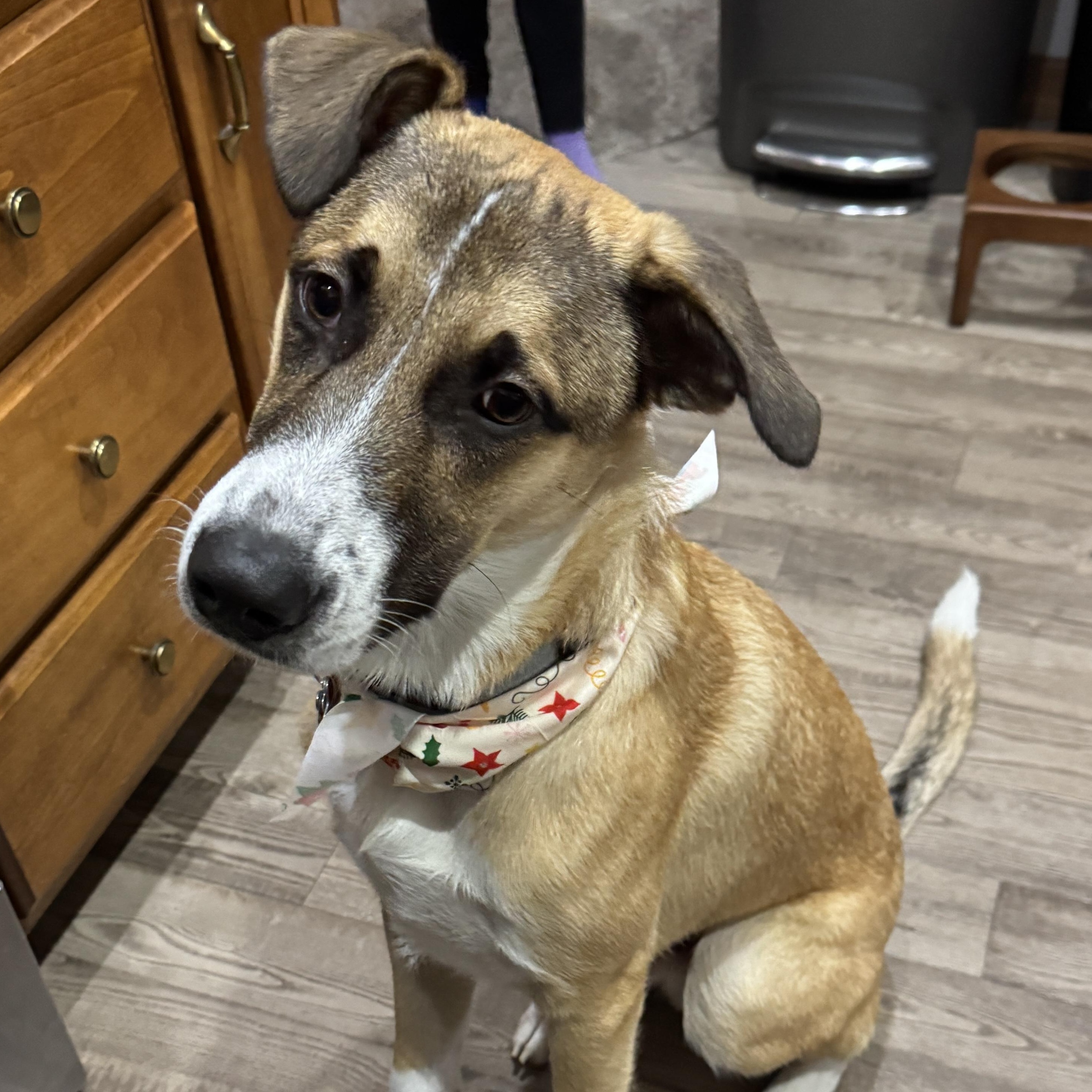 Enlarge Apollo, a Adoptable mixed breed in Arnold, MO image 4/4
