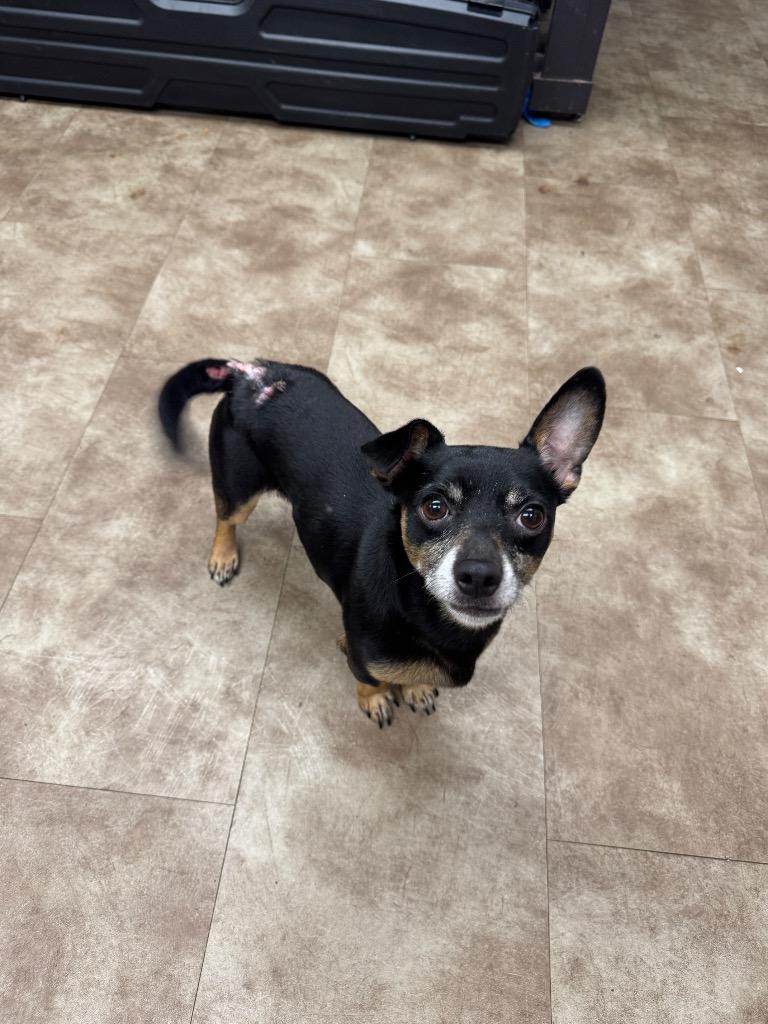 Bama, Adoptable, Adult Male Chihuahua & Dachshund.