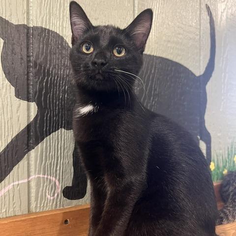 Blair, Adoptable, Kitten Male Domestic Short Hair.