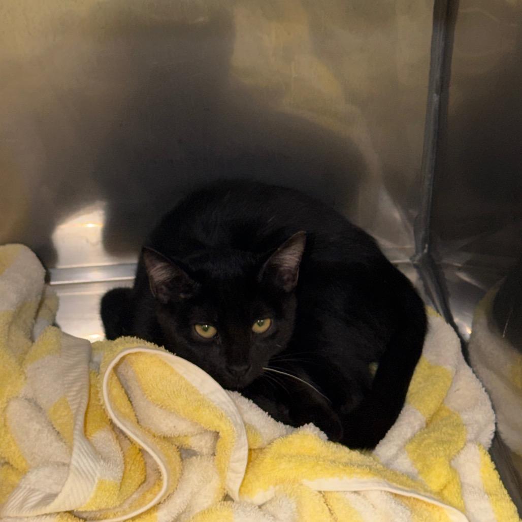 Enlarge Blair, a Adoptable Domestic Short Hair in Lake Panasoffkee, FL image 2/4