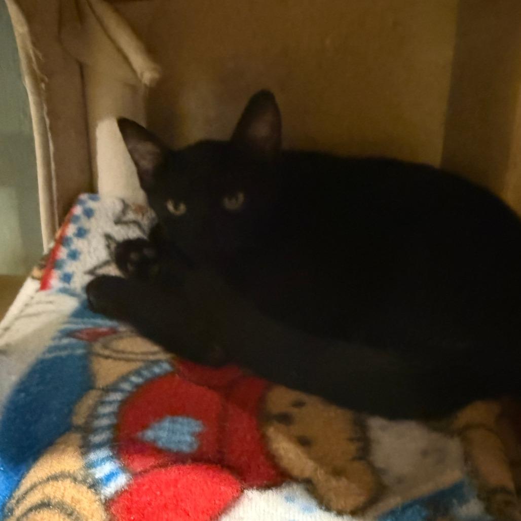 Enlarge Blair, a Adoptable Domestic Short Hair in Lake Panasoffkee, FL image 3/4