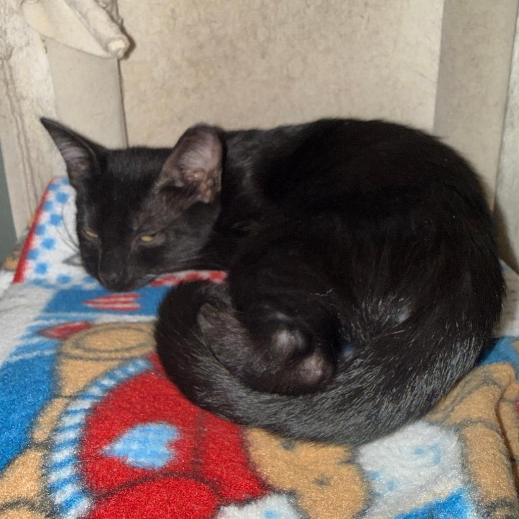 Enlarge Blair, a Adoptable Domestic Short Hair in Lake Panasoffkee, FL image 4/4