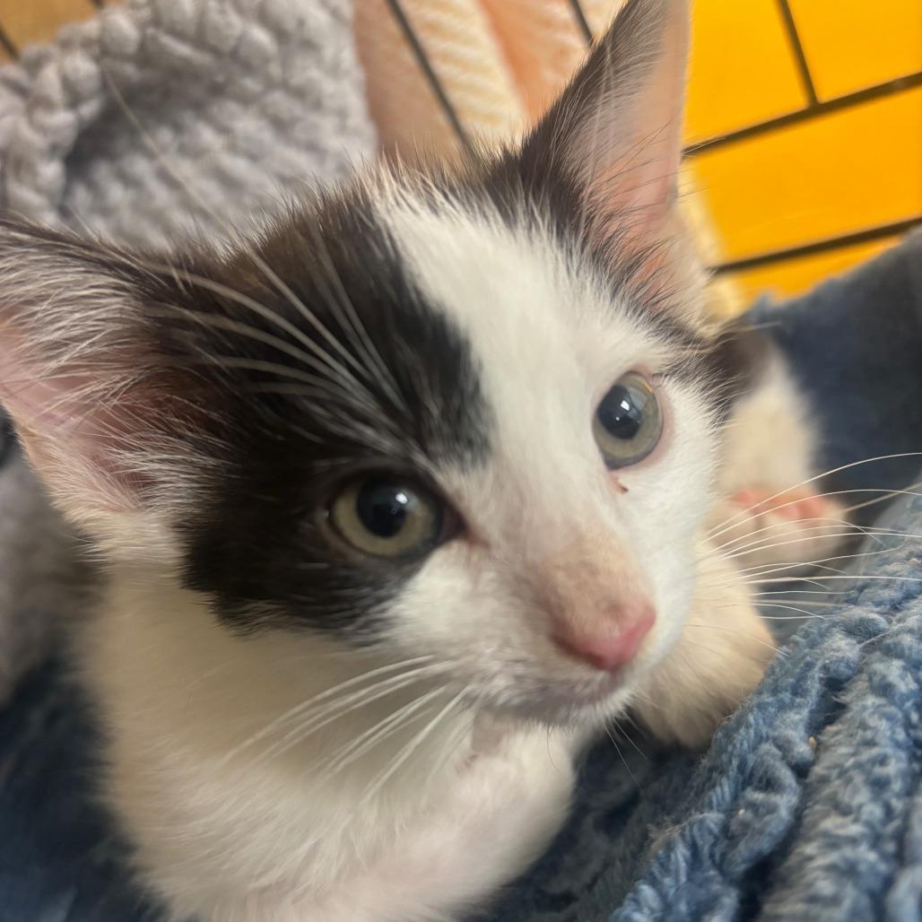 Binky, Adoptable, Kitten Male Domestic Short Hair.