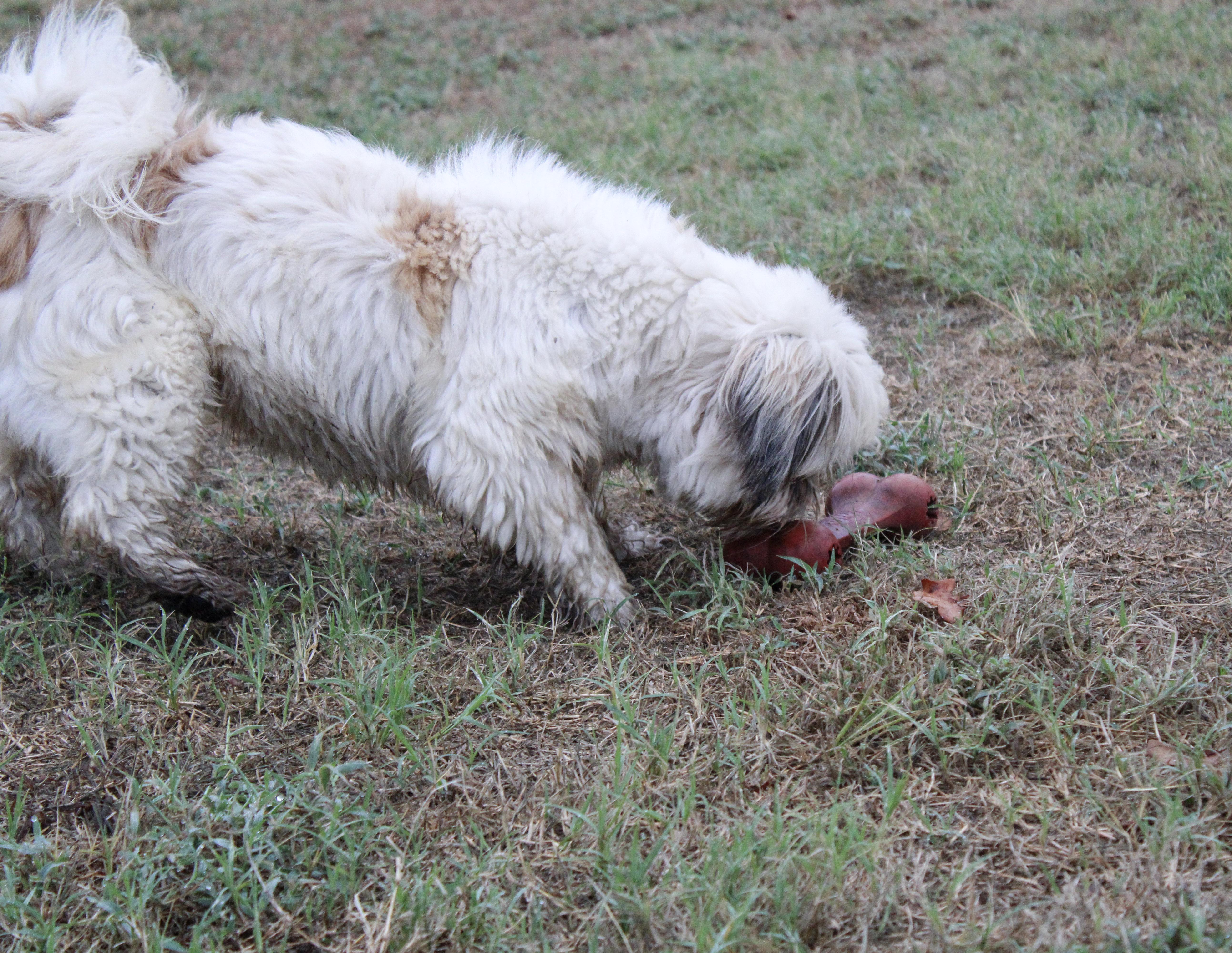 Enlarge Mulan, a Adoptable Lhasa Apso in Neosho, MO image 3/3