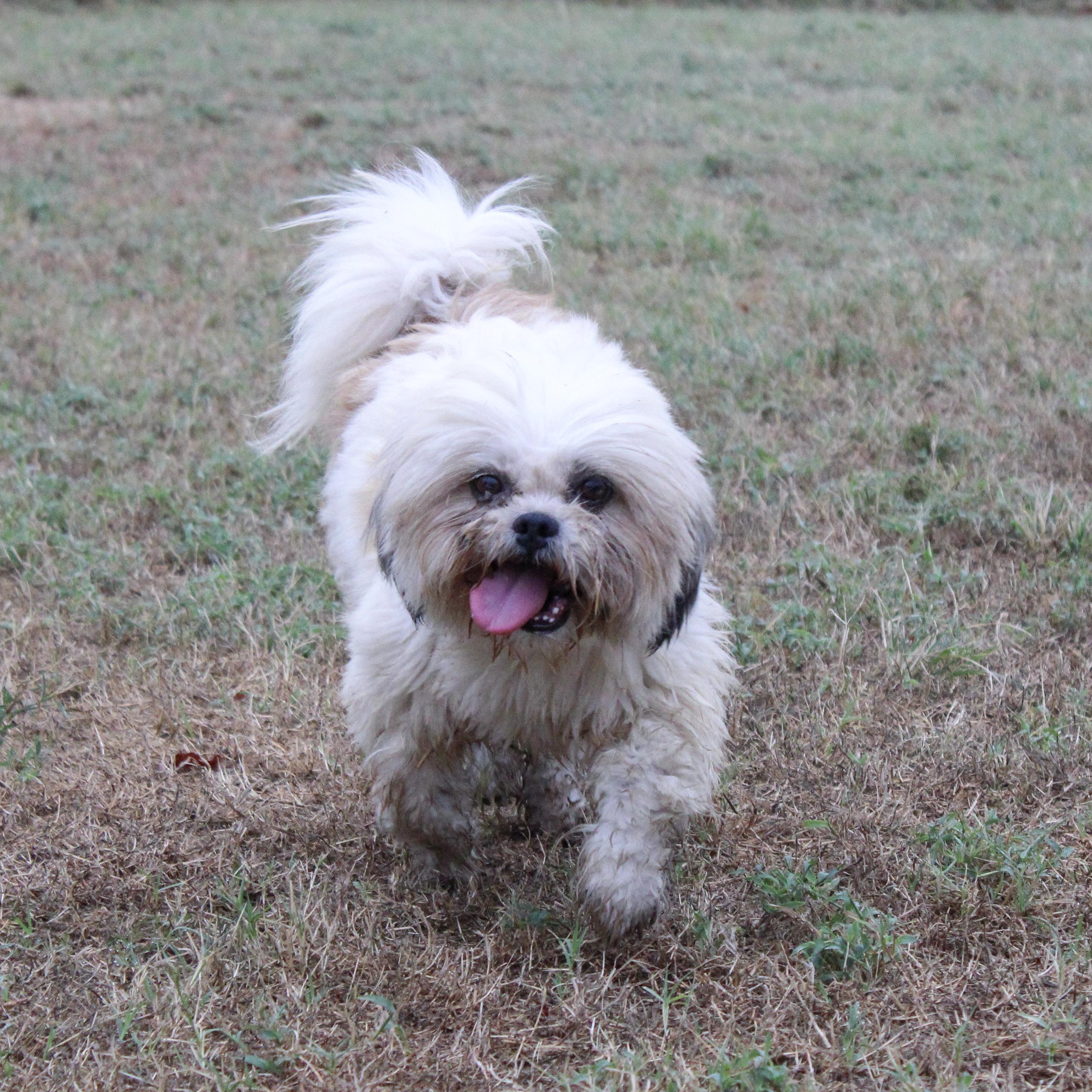 Enlarge Mulan, a Adoptable Lhasa Apso in Neosho, MO image 2/3