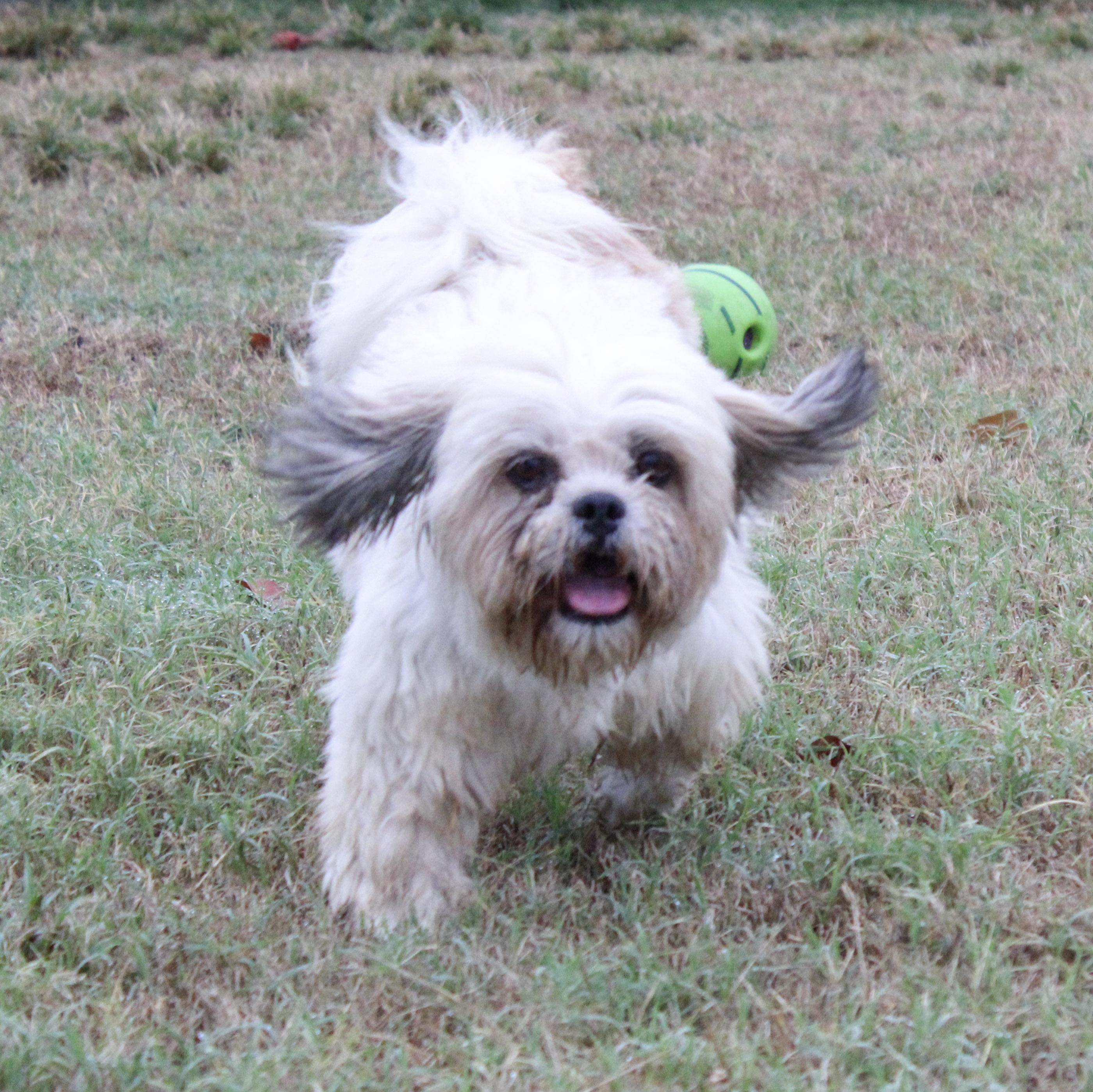 Mulan, Adoptable, Adult Female Lhasa Apso.