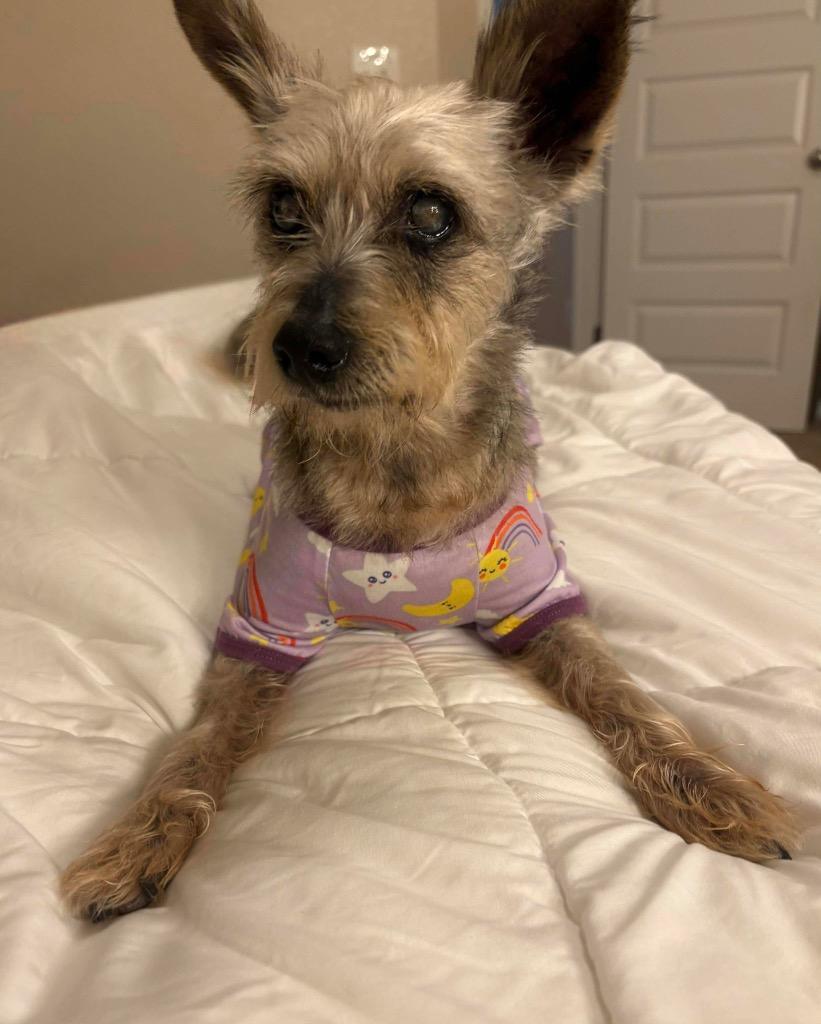 Lady Martha May, Adoptable, Senior Female Yorkshire Terrier.