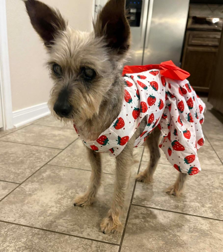 Enlarge Lady Martha May, an adopted Yorkshire Terrier in College Station, TX image 1/6