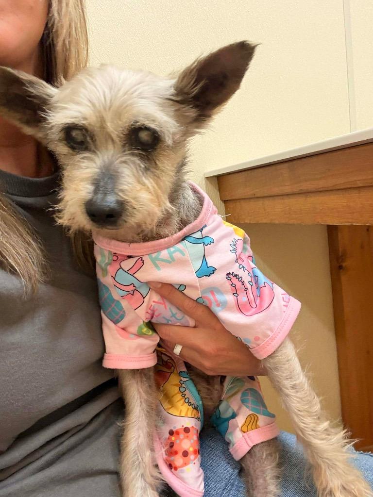 Enlarge Lady Martha May, an adopted Yorkshire Terrier in College Station, TX image 2/6