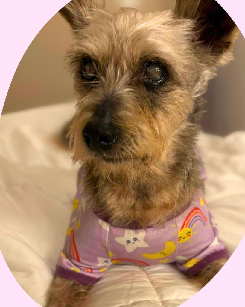 Enlarge Lady Martha May, an adopted Yorkshire Terrier in College Station, TX image 5/6