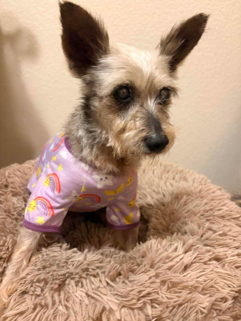 Enlarge Lady Martha May, an adopted Yorkshire Terrier in College Station, TX image 6/6