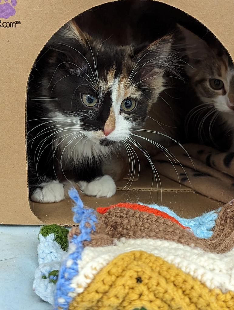 Evie, Adoptable, Kitten Female Domestic Medium Hair.