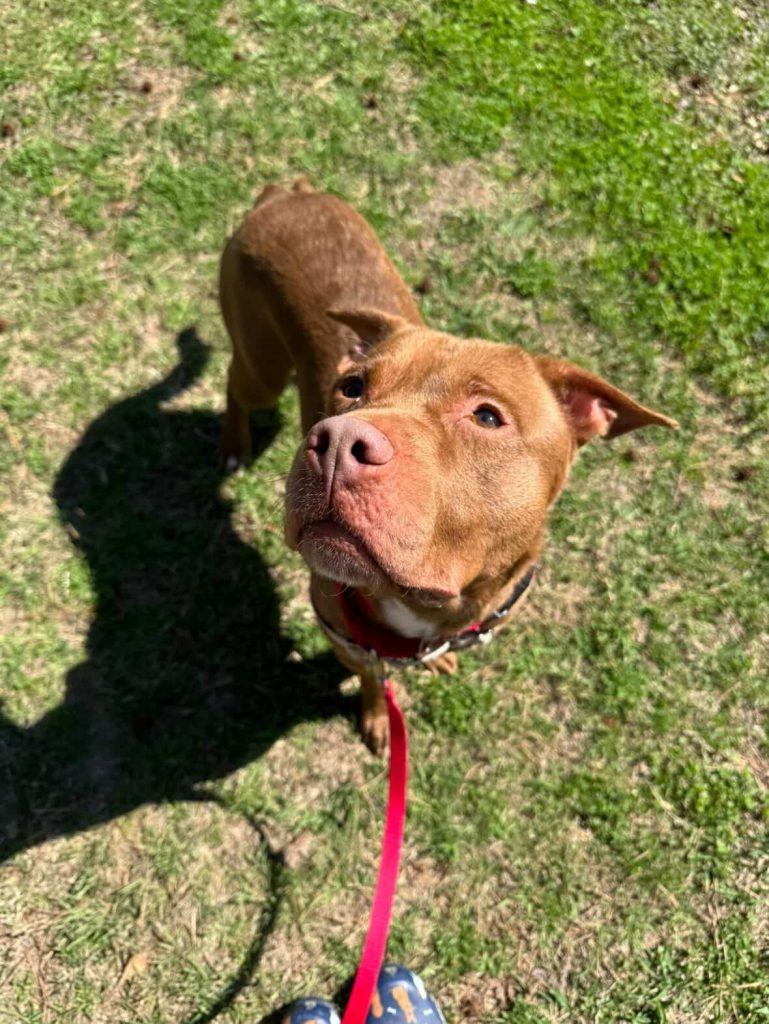 Enlarge Muddy Buddy, a Adoptable Mixed Breed in Durham, NC image 1/3