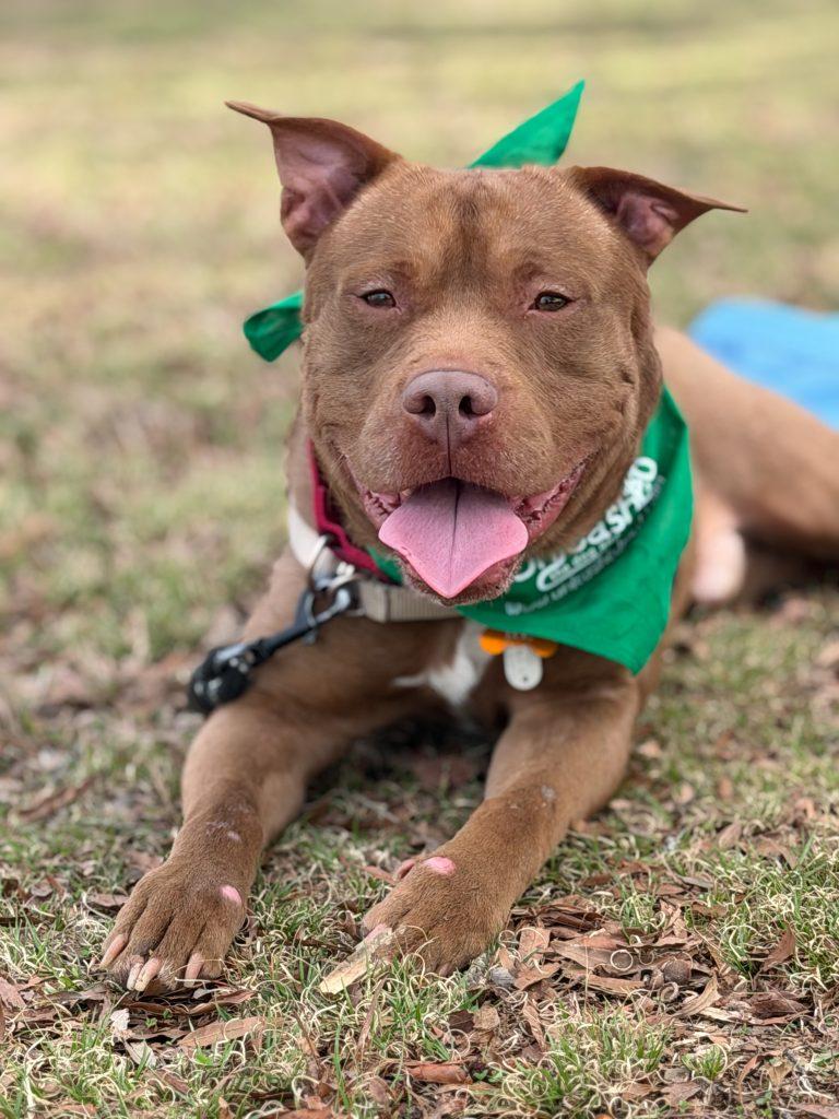 Enlarge Muddy Buddy, a Adoptable Mixed Breed in Durham, NC image 2/3