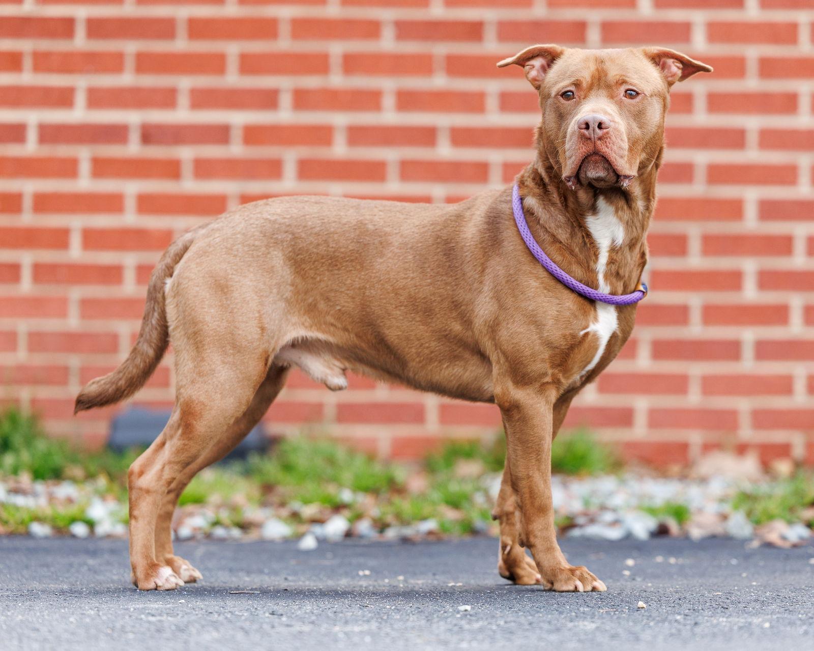 Enlarge Muddy Buddy, a Adoptable Mixed Breed in Durham, NC image 3/3