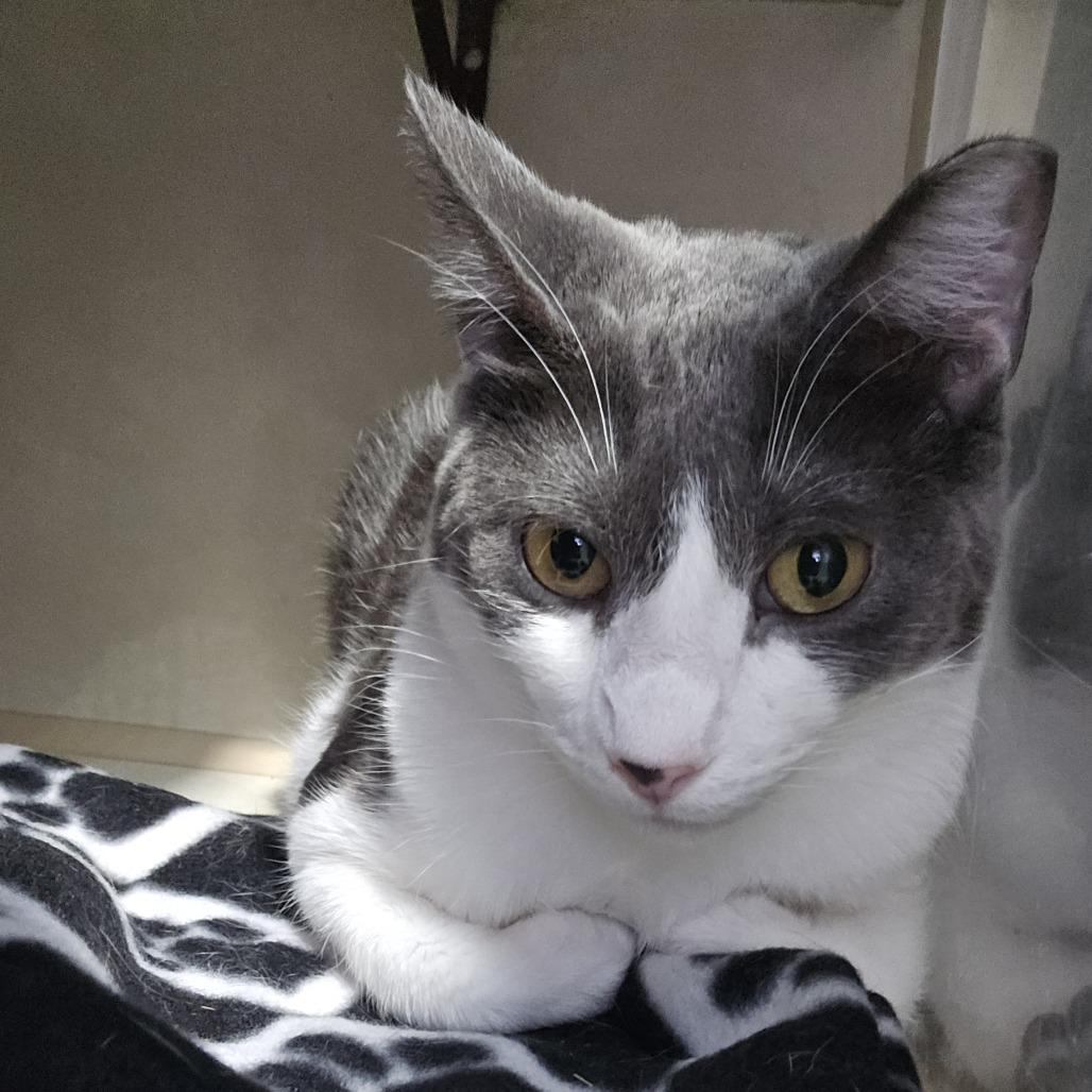 Enlarge Benito, a Adoptable Domestic Short Hair in Harlingen, TX image 1/3